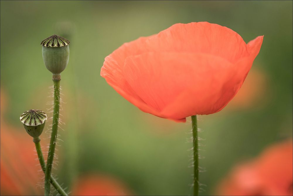 Papaver