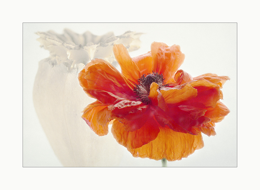 Papaver