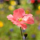 Papaver