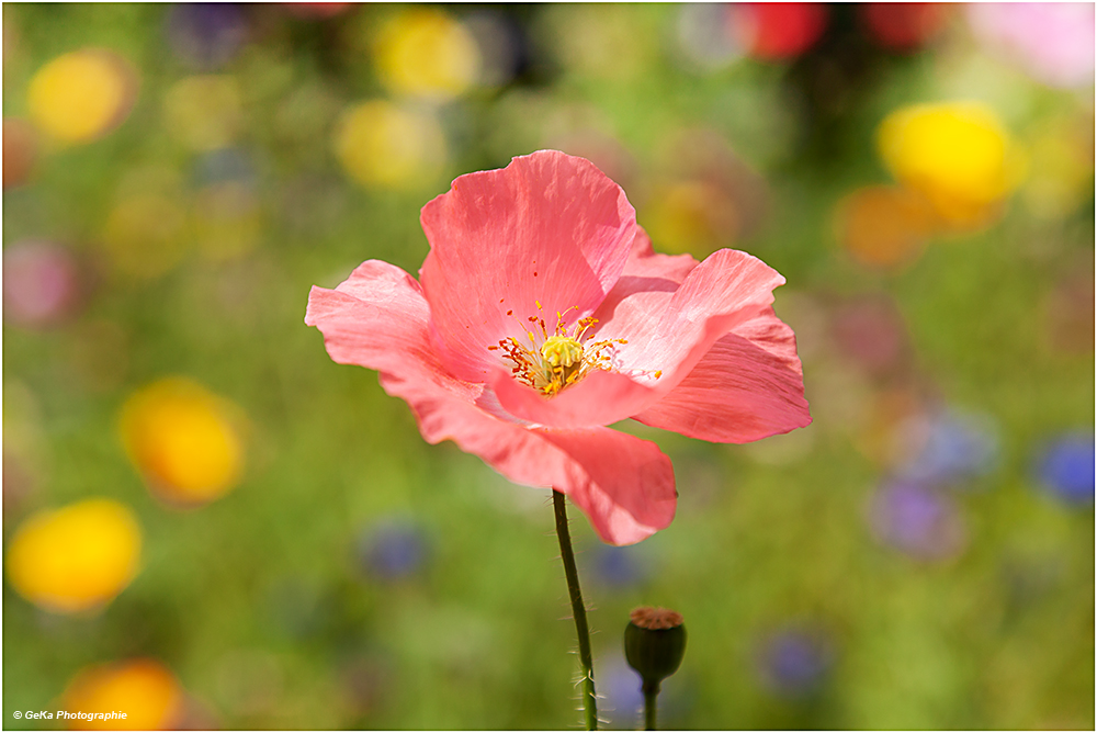 Papaver