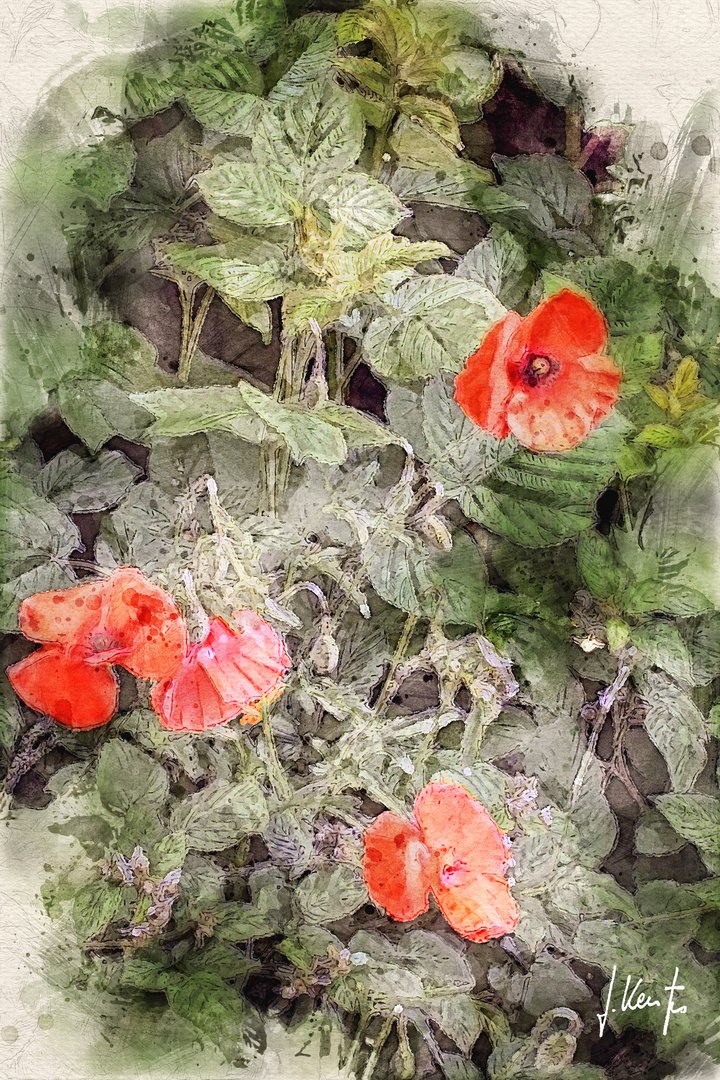 "Papaver"