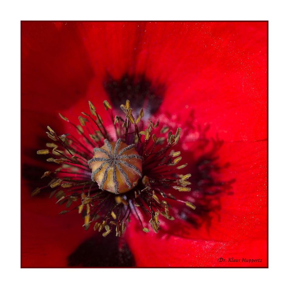 Papaver