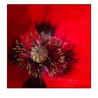 Papaver