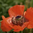 Papaver