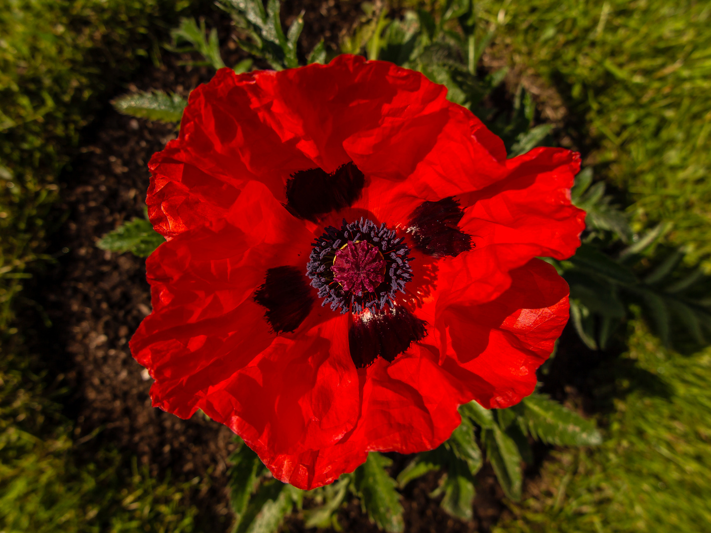 Papaver