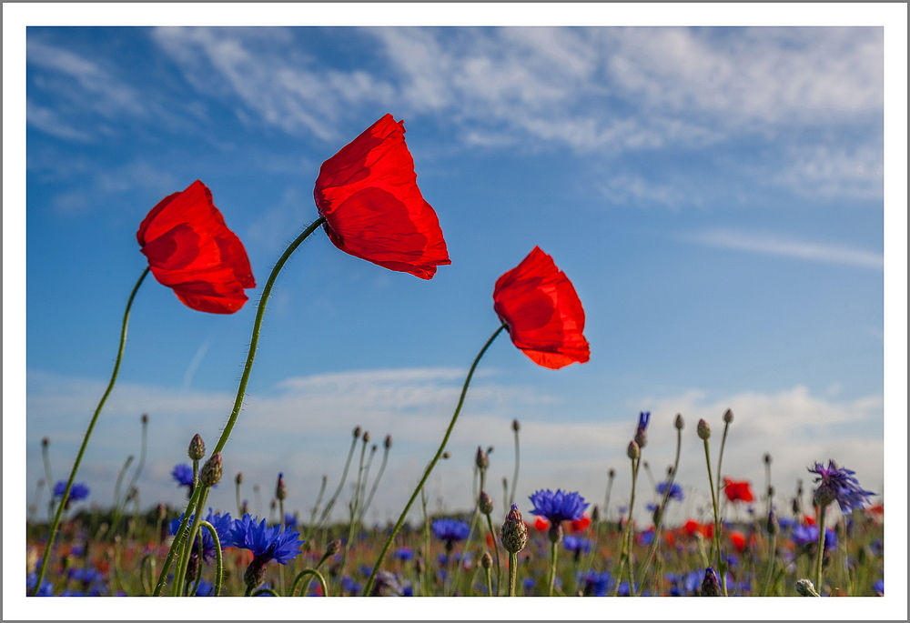 Papaver