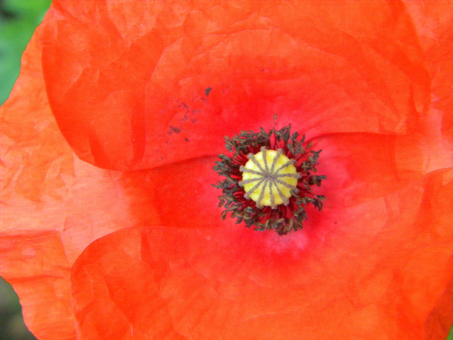 Papaver