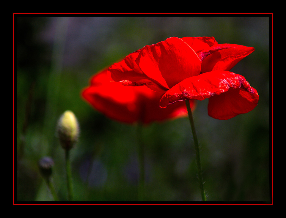 papaver