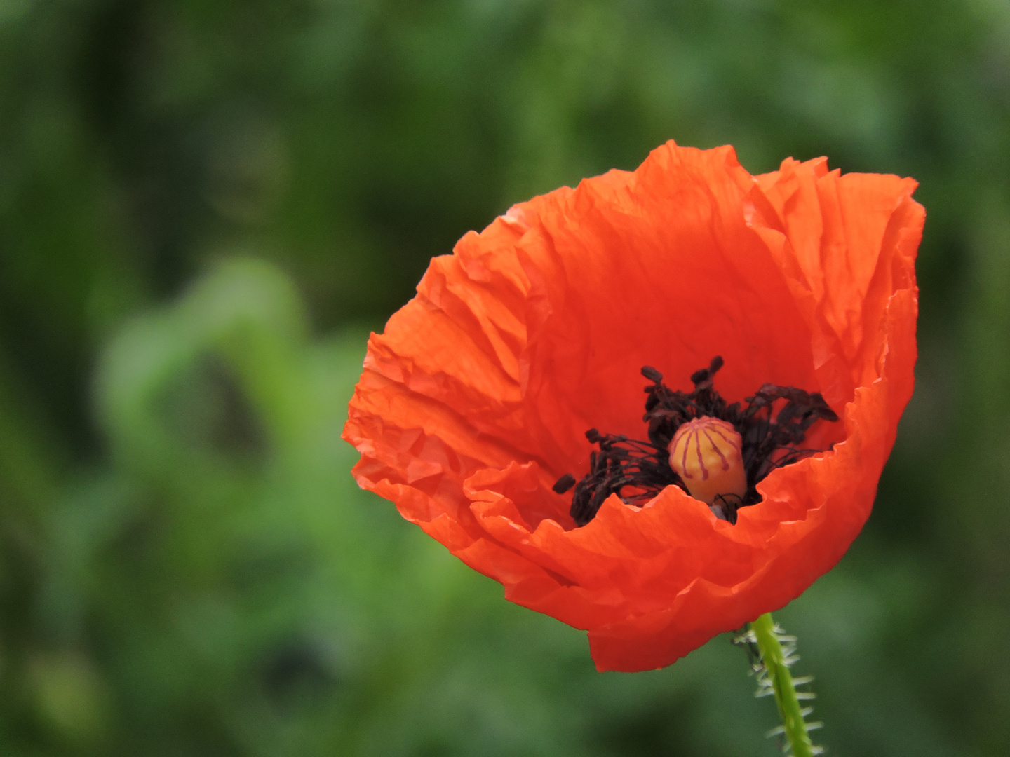 Papaver