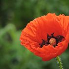 Papaver