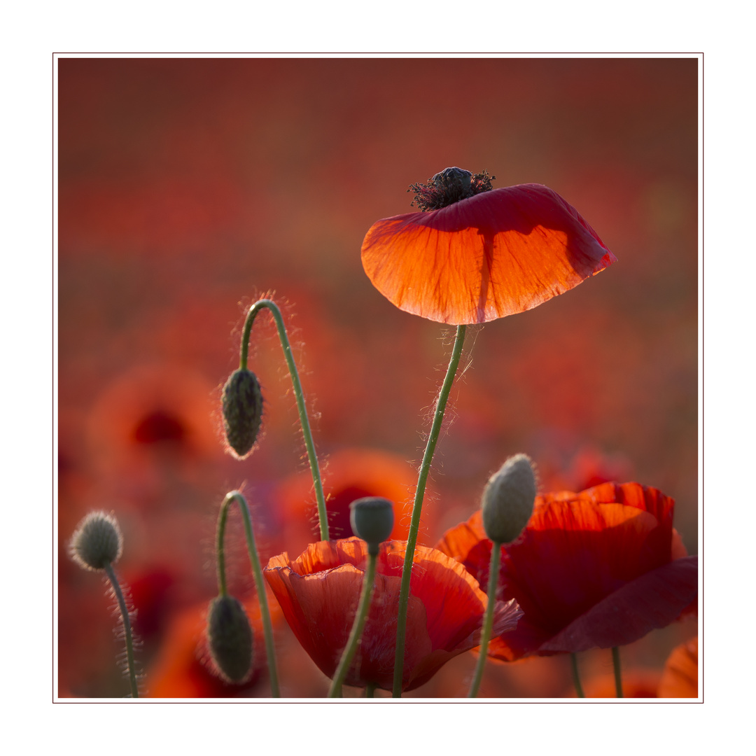 Papaver