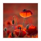 Papaver