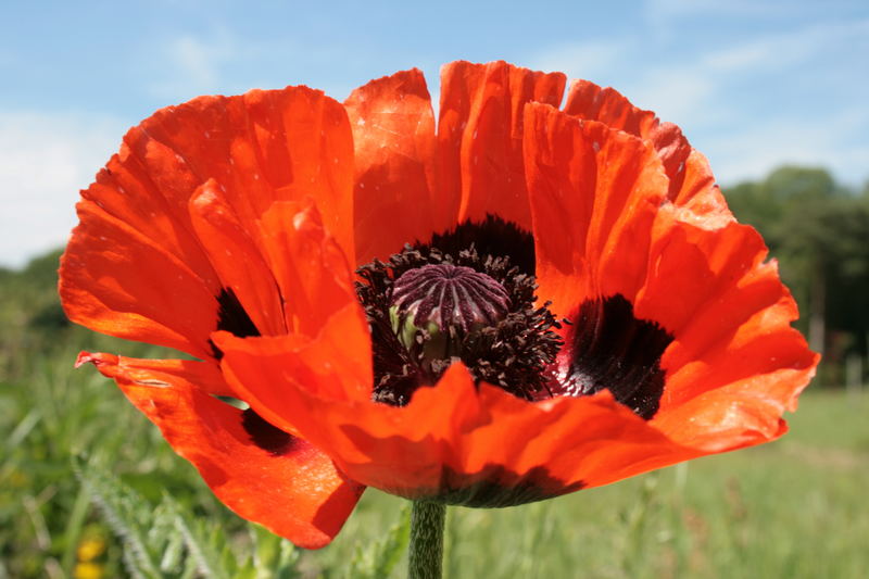 Papaver