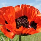 Papaver