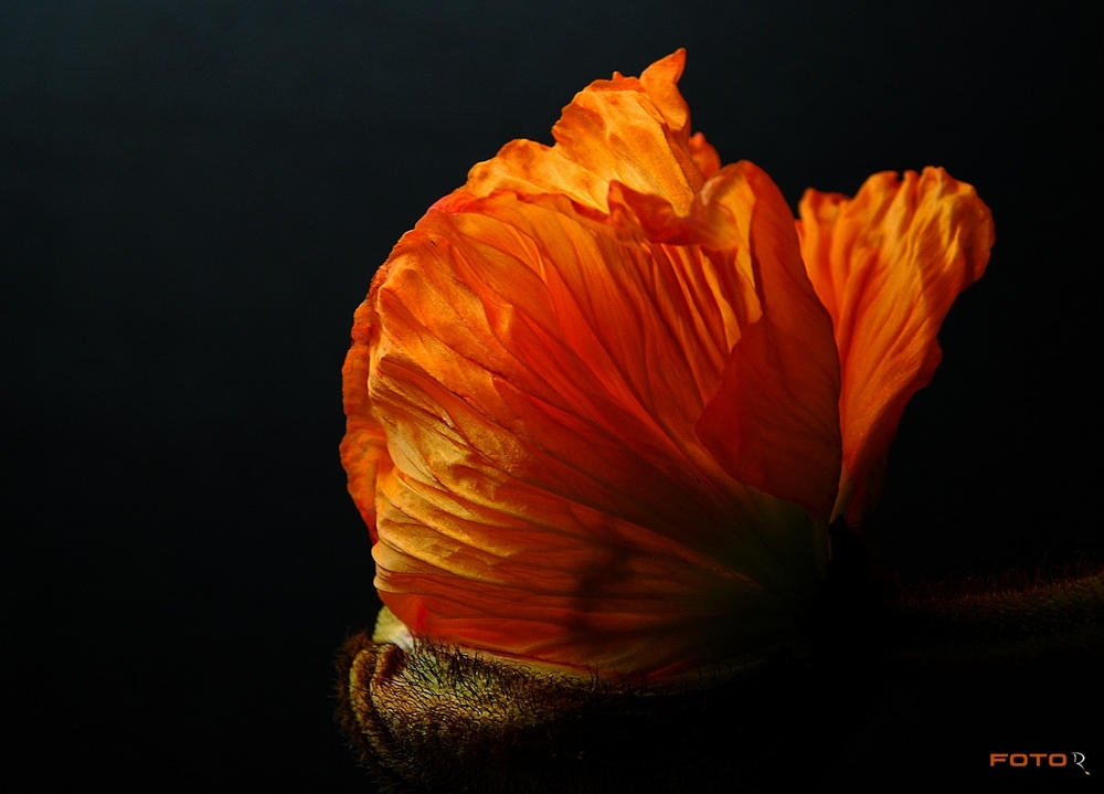 Papaver ...