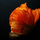 Papaver ...