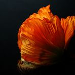 Papaver ...