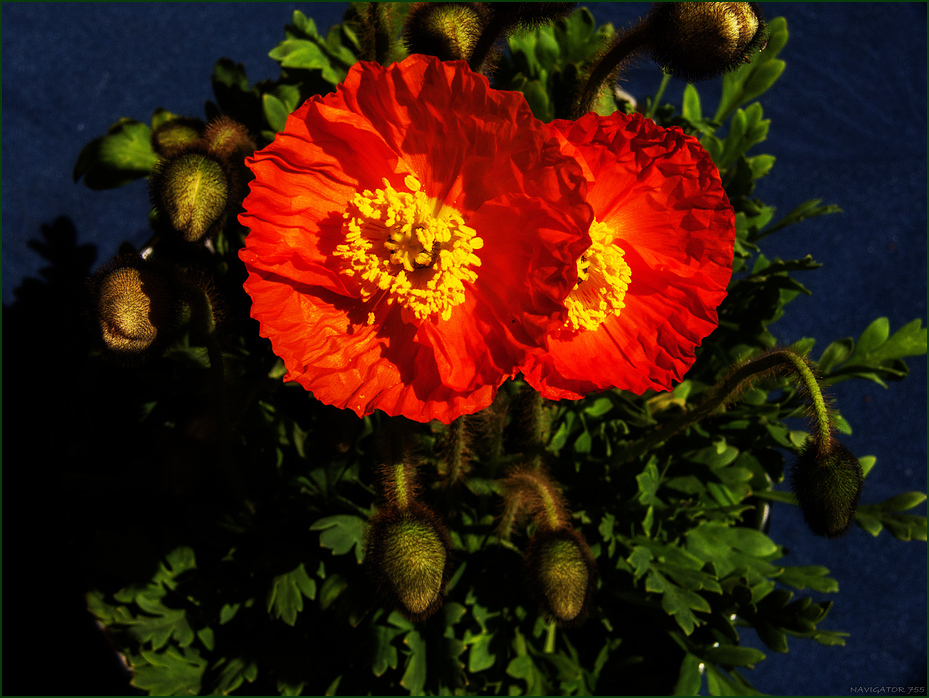 Papaver