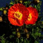 Papaver