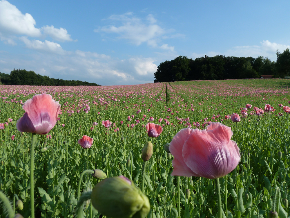 Papaver