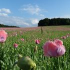 Papaver