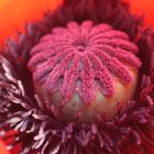 Papaver