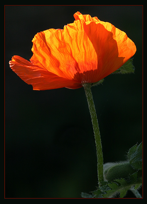 papaver