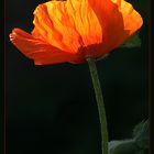 papaver