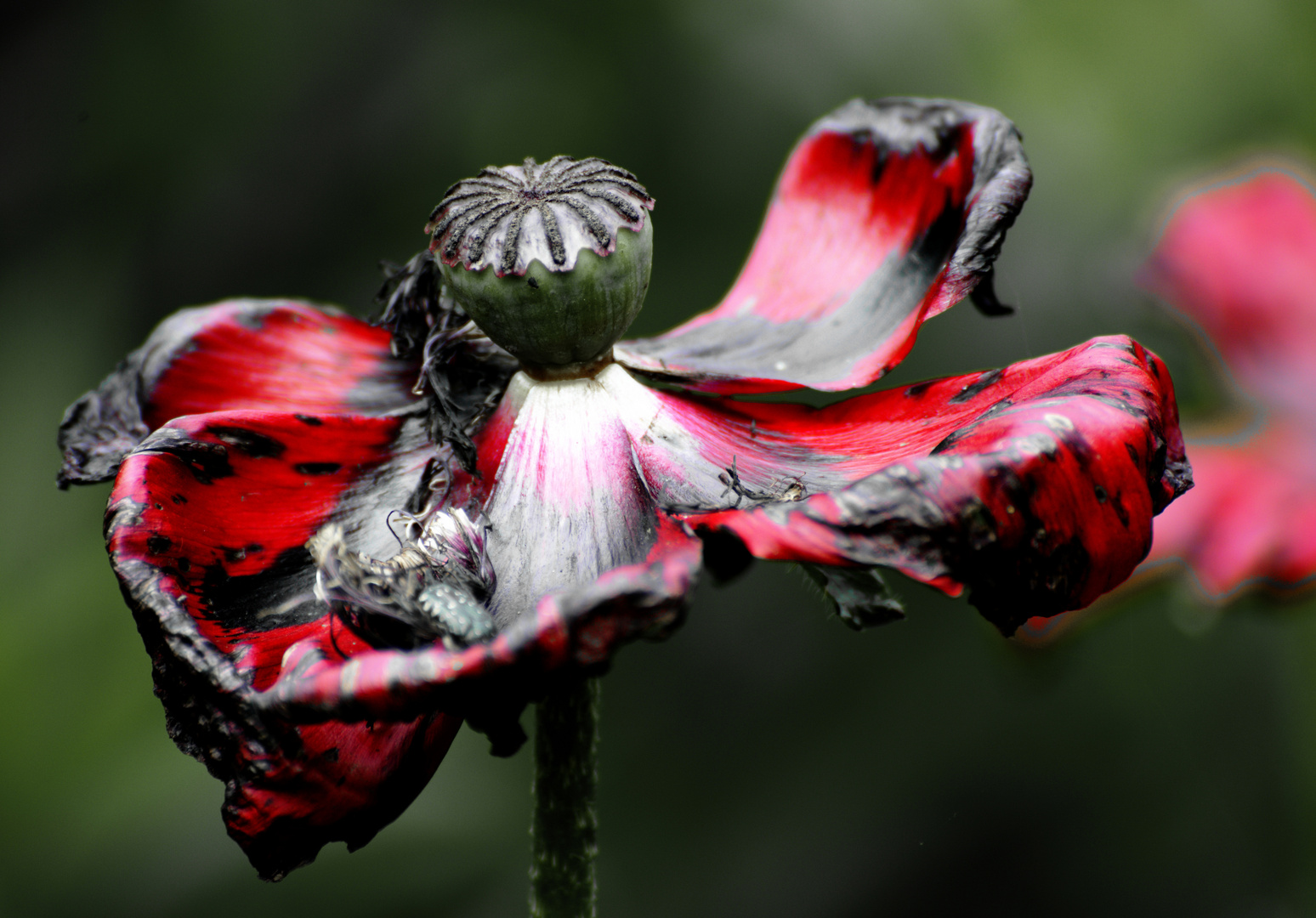 papaver