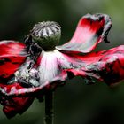 papaver