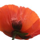 Papaver