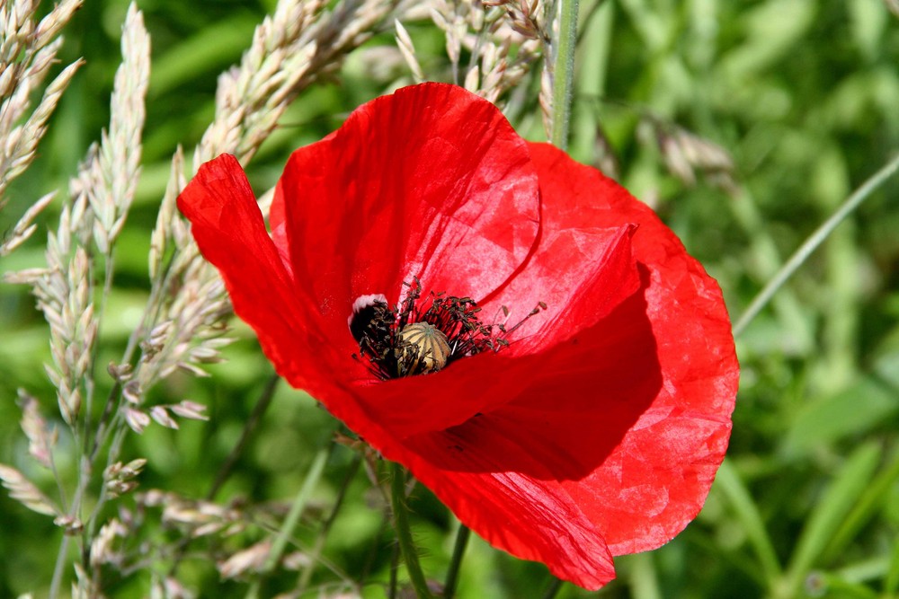 Papaver von Eugen K 