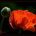 Papaver 