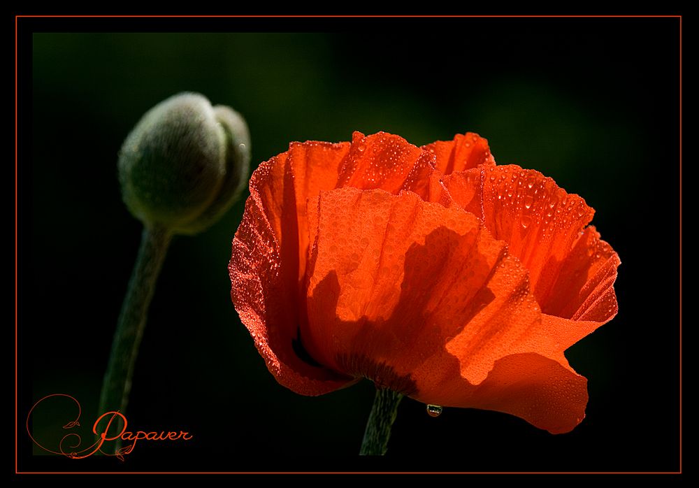 Papaver 