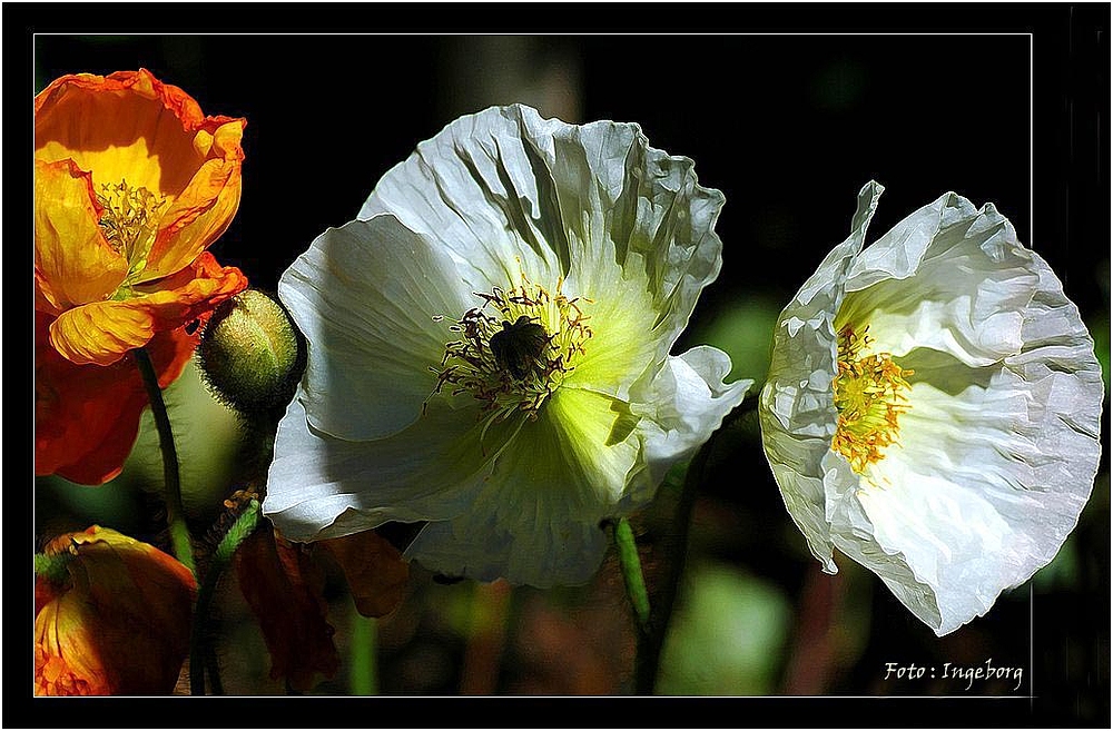 Papaver