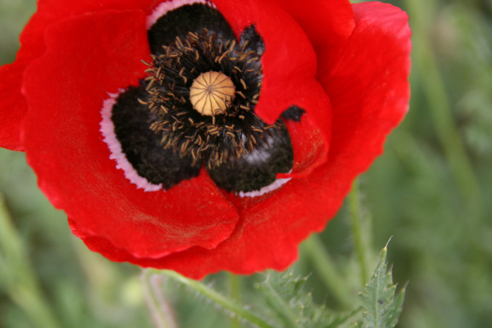 Papaver