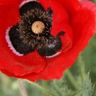 Papaver