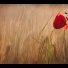 .:Papaver:.