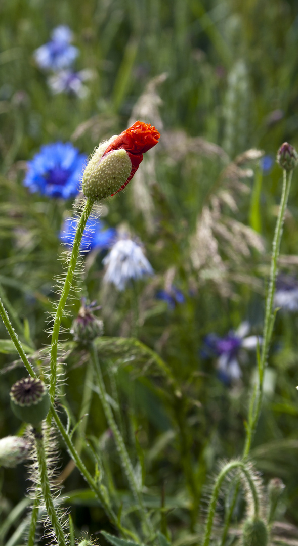 Papaver