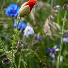 Papaver