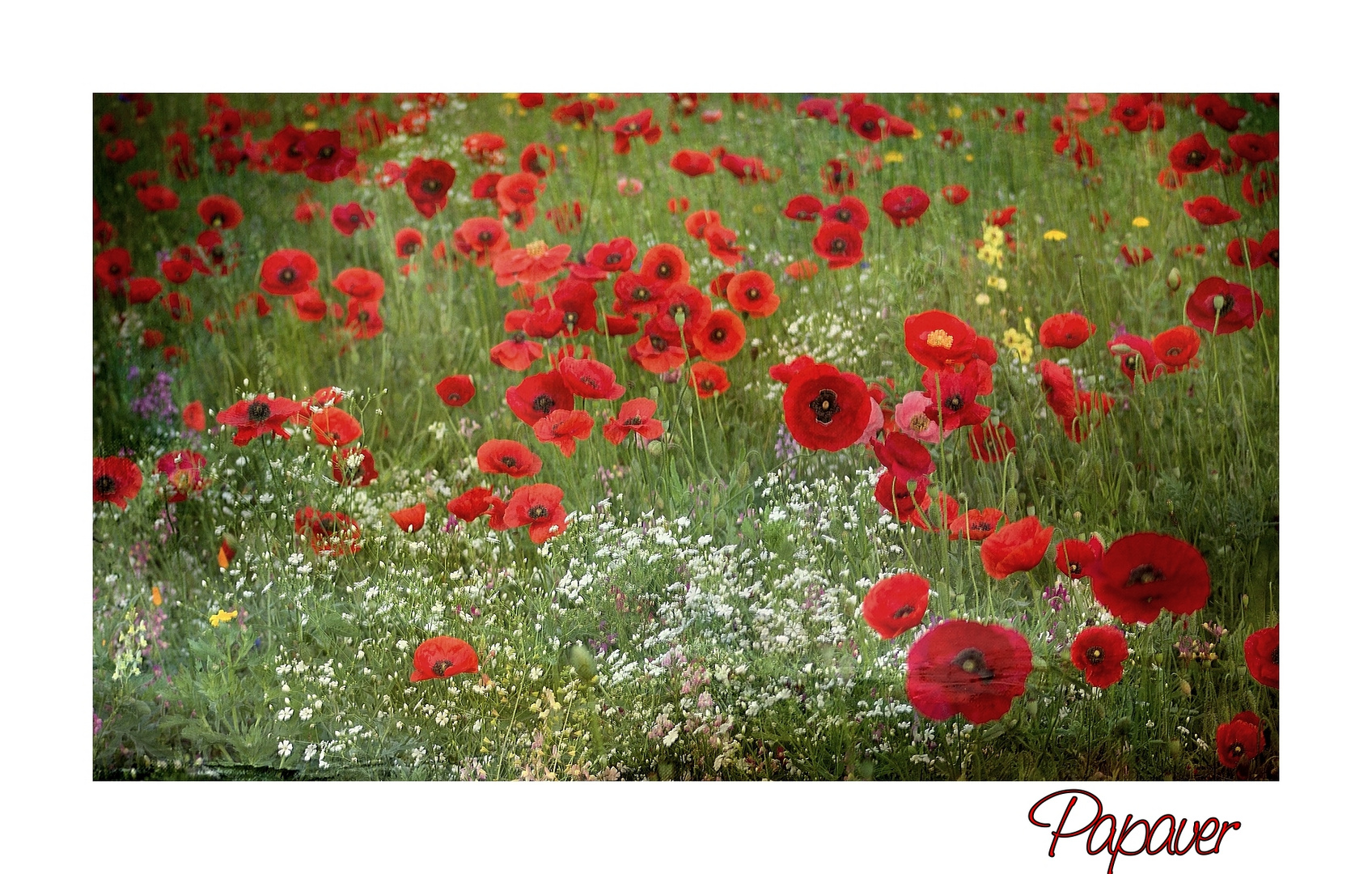 ~~Papaver~~