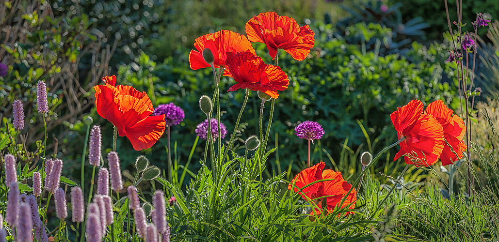 Papaver, Allium und noch mehr