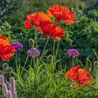 Papaver, Allium und noch mehr