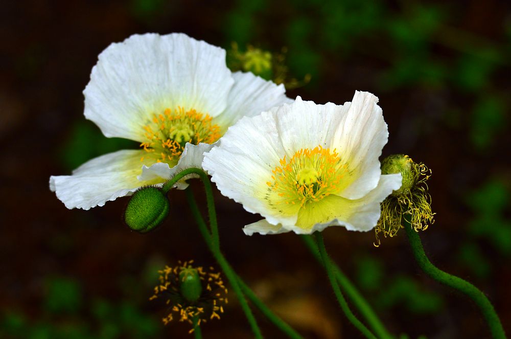 papaver alpinum