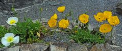 Papaver alpinus sendneri und Papaver alpinus rhaeticum auf einer Aufnahme