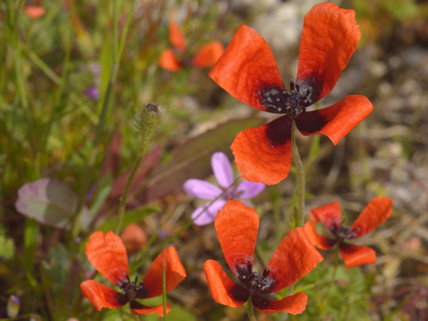 Papaver argemone, Sand-Mohn