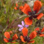 Papaver argemone, Sand-Mohn