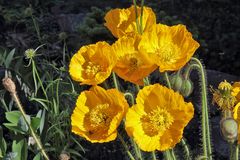 Papaver aurantiacum