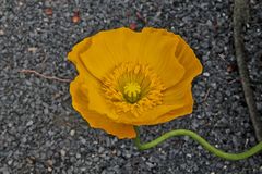 Papaver aurantiacum