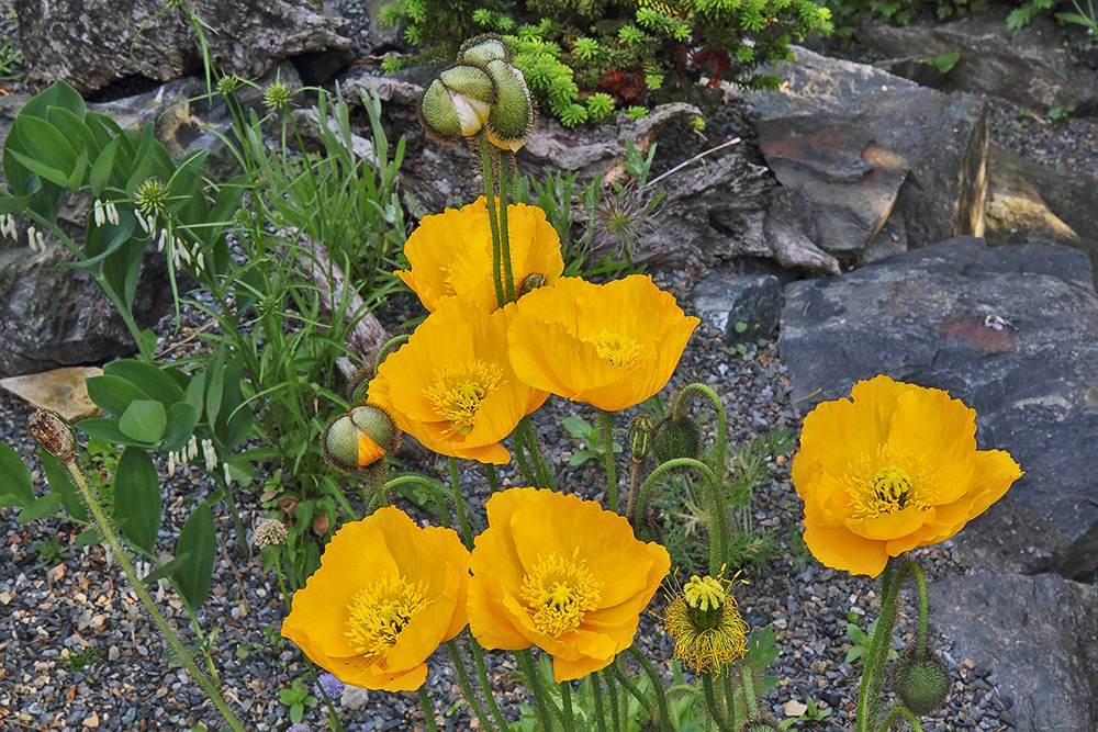 Papaver aurantiacum - Gelber  Alpenmohn